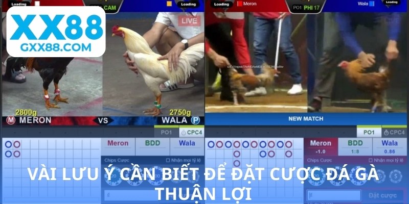 Vài lưu ý cần biết để đặt cược đá gà thuận lợi